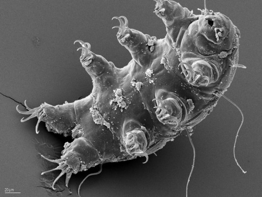 An adult Tardigrade